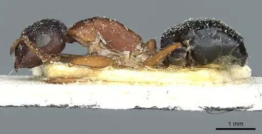 Camponotus punctulatus - CASENT0912021