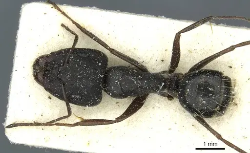Camponotus punctulatus - CASENT0912022