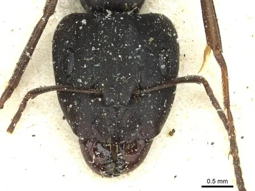 Camponotus punctulatus - CASENT0912022