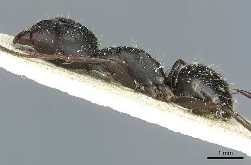 Camponotus punctulatus - CASENT0912022