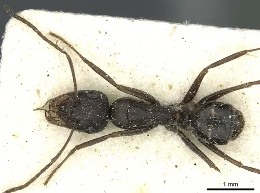 Camponotus punctulatus - CASENT0912023