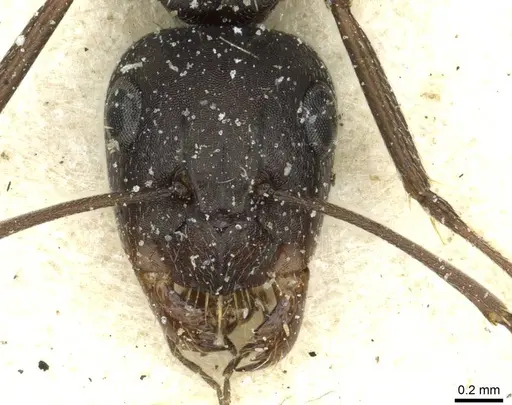 Camponotus punctulatus - CASENT0912023