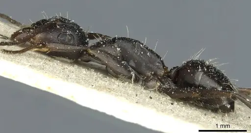 Camponotus punctulatus - CASENT0912023