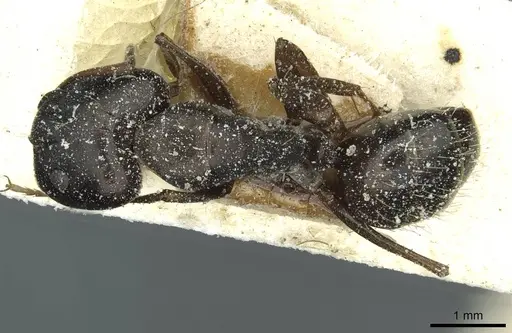 Camponotus punctulatus - CASENT0912024