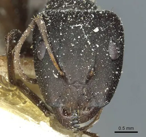 Camponotus punctulatus - CASENT0912024