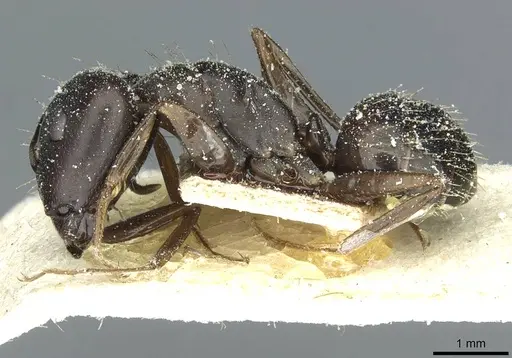 Camponotus punctulatus - CASENT0912024