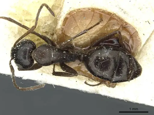 Camponotus punctulatus - CASENT0912025