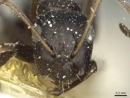 Camponotus punctulatus - CASENT0912025