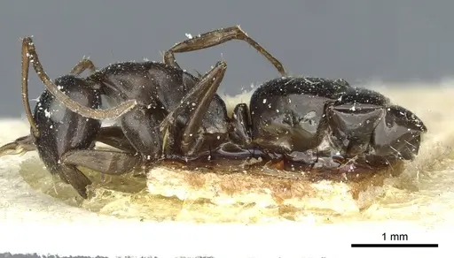 Camponotus punctulatus - CASENT0912025