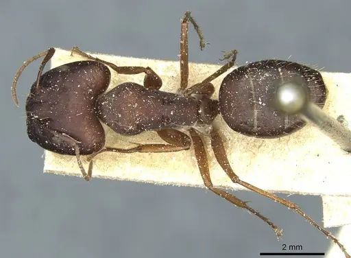 Camponotus punctulatus - CASENT0912026