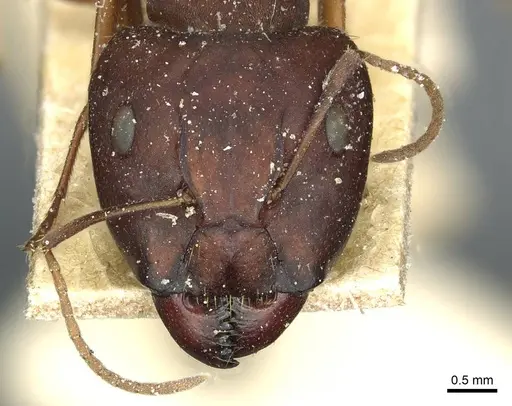 Camponotus punctulatus - CASENT0912026