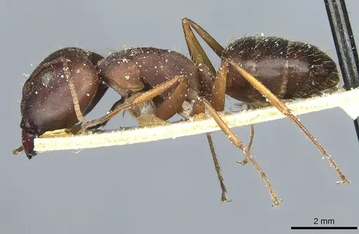 Camponotus punctulatus - CASENT0912026