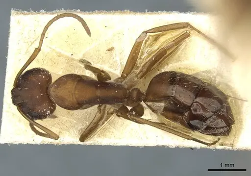 Camponotus punctulatus - CASENT0912027