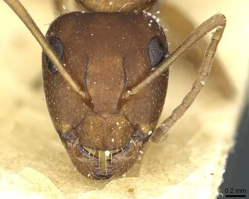 Camponotus punctulatus - CASENT0912027
