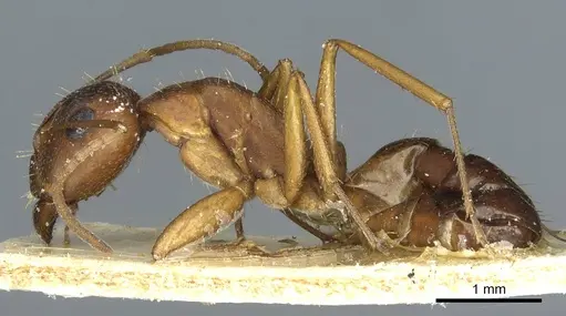 Camponotus punctulatus - CASENT0912027