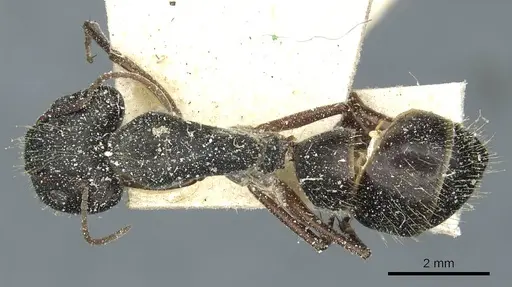 Camponotus punctulatus - CASENT0912028