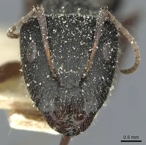 Camponotus punctulatus - CASENT0912028