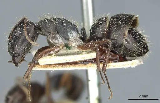 Camponotus punctulatus - CASENT0912028