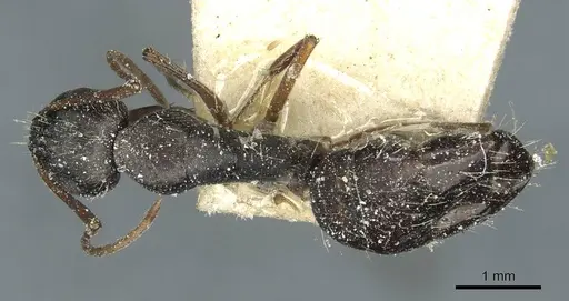 Camponotus punctulatus - CASENT0912029