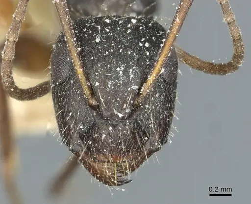 Camponotus punctulatus - CASENT0912029