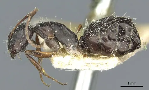 Camponotus punctulatus - CASENT0912029