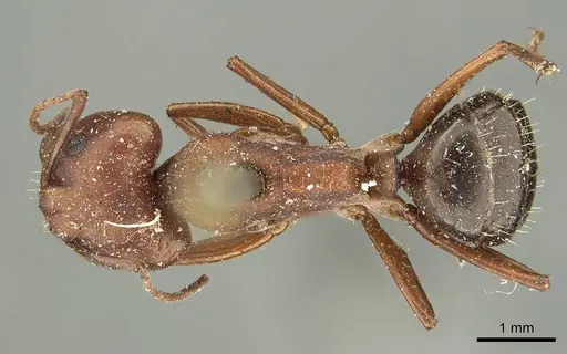 Camponotus punctulatus - CASENT0915801