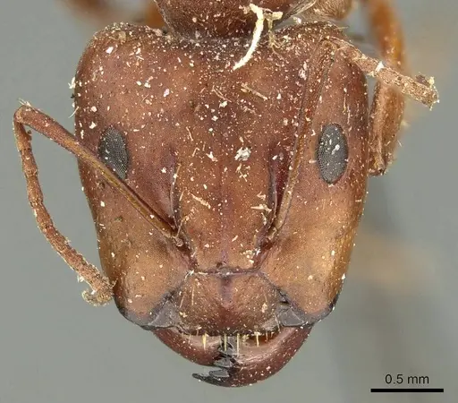 Camponotus punctulatus - CASENT0915801