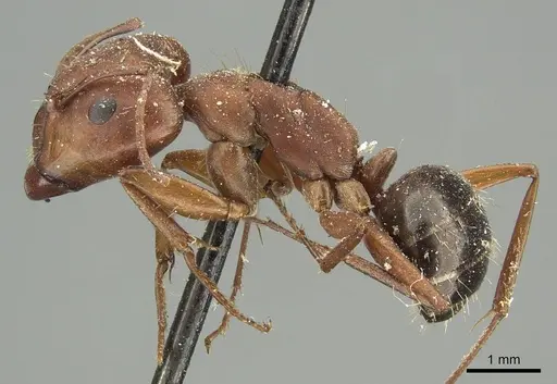 Camponotus punctulatus - CASENT0915801