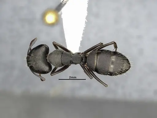 Camponotus punctulatus - CASENT4032243