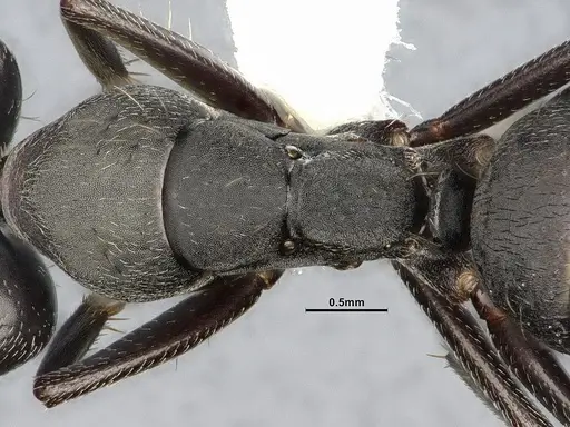 Camponotus punctulatus - CASENT4032243