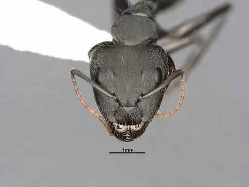 Camponotus punctulatus - CASENT4032243