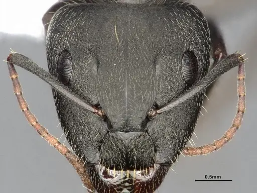 Camponotus punctulatus - CASENT4032243