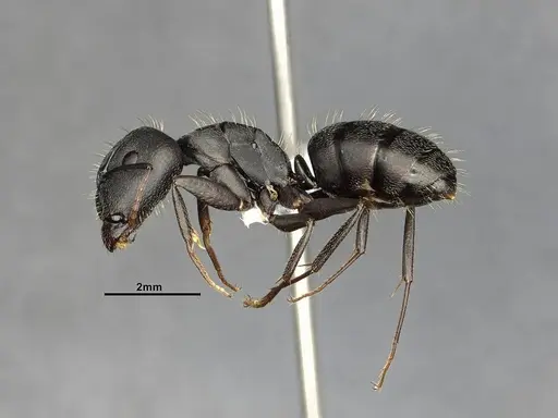 Camponotus punctulatus - CASENT4032243