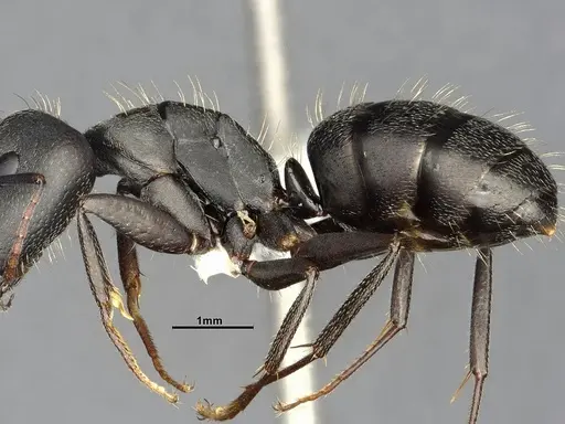 Camponotus punctulatus - CASENT4032243