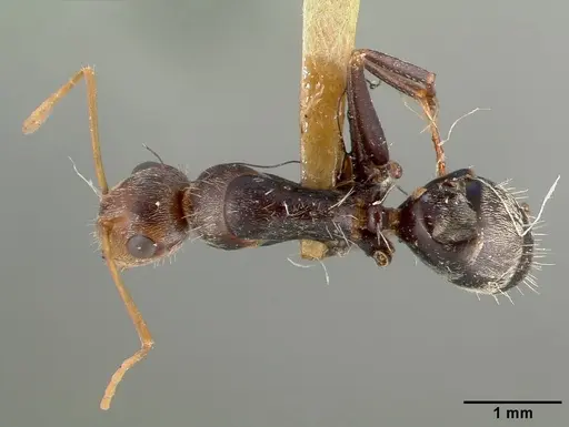 Camponotus punctulatus - CASTYPE00604