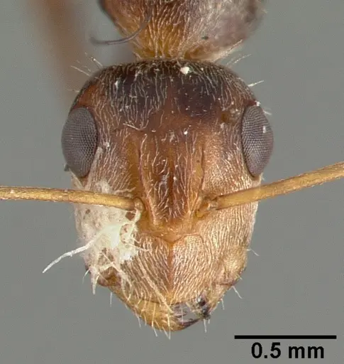 Camponotus punctulatus - CASTYPE00604