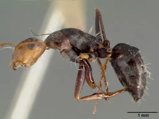 Camponotus punctulatus - CASTYPE00604