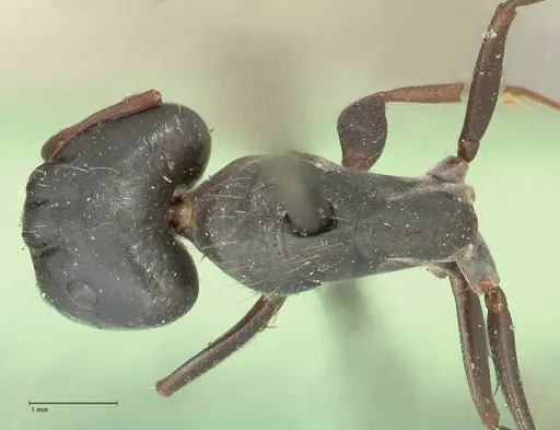 Camponotus punctulatus - FOCOL2350