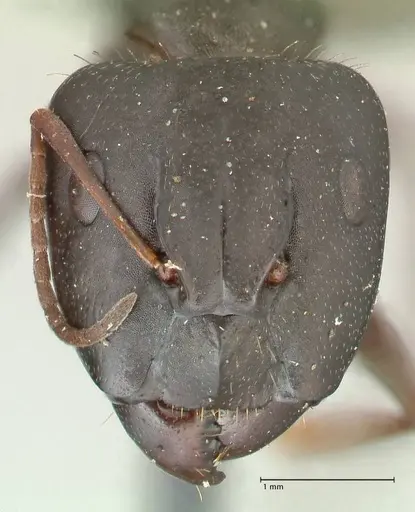 Camponotus punctulatus - FOCOL2350