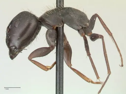 Camponotus punctulatus - FOCOL2350