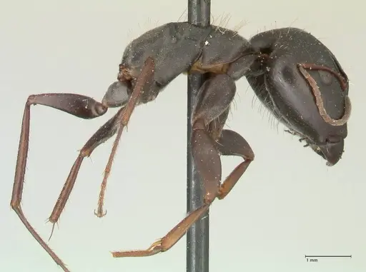 Camponotus punctulatus - FOCOL2350