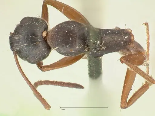 Camponotus punctulatus - FOCOL2351