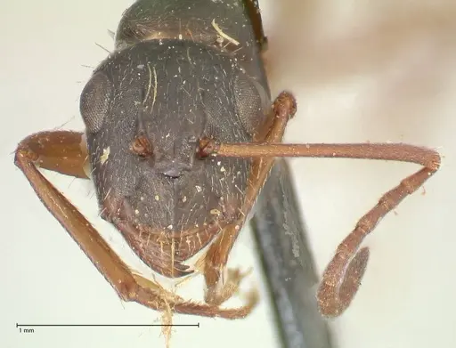Camponotus punctulatus - FOCOL2351