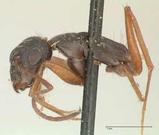 Camponotus punctulatus - FOCOL2351
