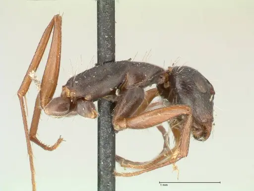 Camponotus punctulatus - FOCOL2351