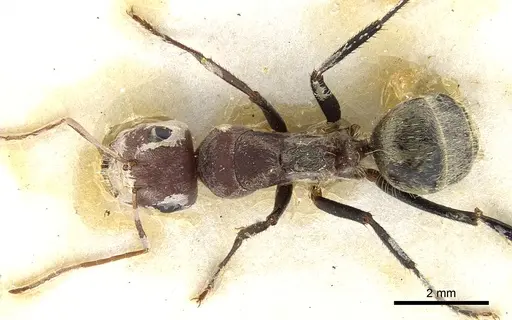 Camponotus puniceps specimen