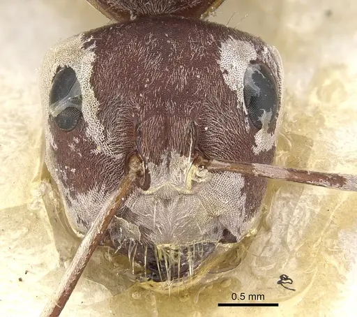 Camponotus puniceps specimen