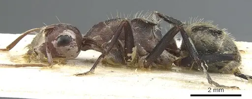 Camponotus puniceps specimen