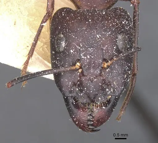 Camponotus pupillus specimen