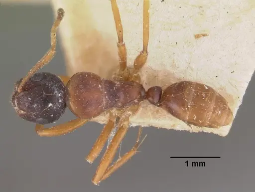 Camponotus putatus specimen